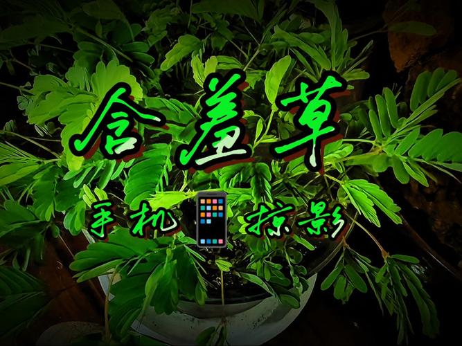 精品人妻少妇嫩草av专区的相关介绍